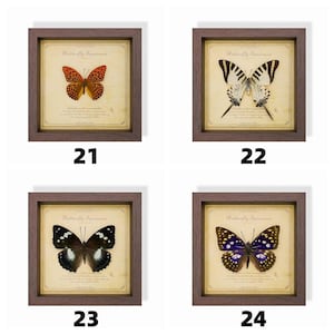 May include: Four framed butterfly specimen prints. Each print features a different butterfly with detailed wing patterns, set against a vintage-style background. The frames are dark brown, and each print is labeled with a number.