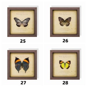 May include: Four framed butterfly specimen prints. Each print features a different butterfly against a vintage-style background with text. The frames are brown, and the butterflies display various colors and patterns.