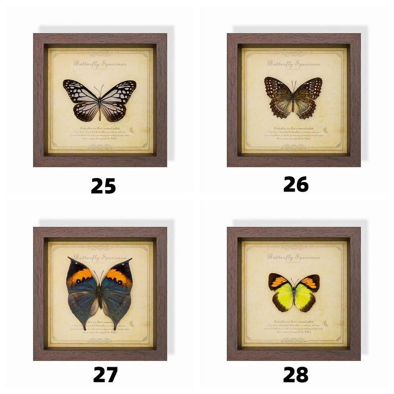 May include: Four framed butterfly specimen prints. Each print features a different butterfly against a vintage-style background with text. The frames are brown, and the butterflies display various colors and patterns.