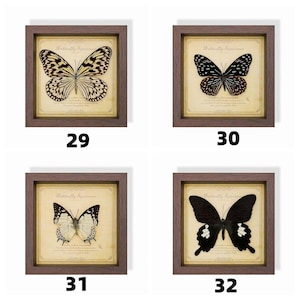 May include: Four framed butterfly specimens, each in a brown wooden frame. The butterflies have various patterns and colors, including black, white, and brown. Each frame has a cream-colored background with the text "Butterfly Specimen" and a number.
