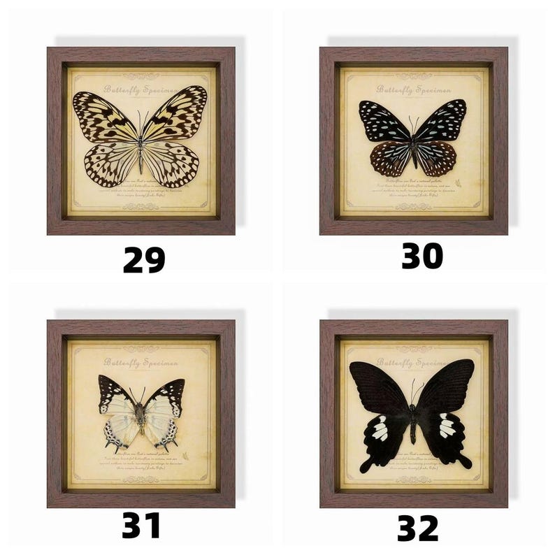 May include: Four framed butterfly specimens, each in a brown wooden frame. The butterflies have various patterns and colors, including black, white, and brown. Each frame has a cream-colored background with the text "Butterfly Specimen" and a number.