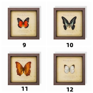 May include: Four framed butterfly specimens, each with a different butterfly. The butterflies are in various colors, including orange, black, white, and blue. The frames are brown, and the background is a cream color with text.