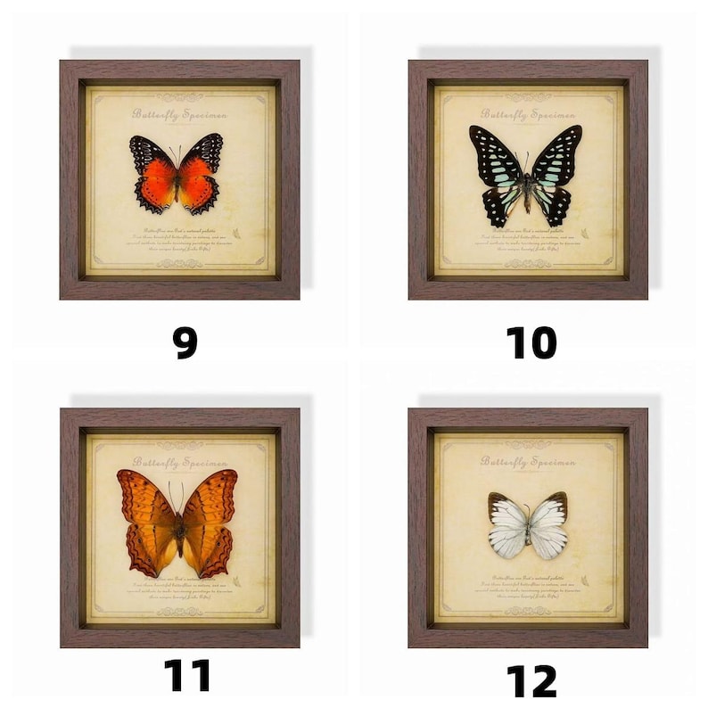 May include: Four framed butterfly specimens, each with a different butterfly. The butterflies are in various colors, including orange, black, white, and blue. The frames are brown, and the background is a cream color with text.