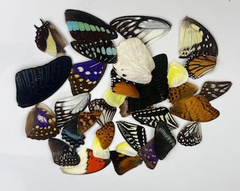 Real butterfly wing specimen, used for making earrings, accessories, and decorations