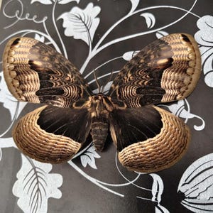 May include: A large moth with expansive wings featuring intricate patterns of dark brown, black, and tan. The wings display a scalloped edge with a wavy, textured appearance, while the central body is covered in fine, dense, light brown fur.