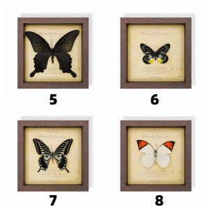 May include: Four framed butterfly specimens, each with a different butterfly. The butterflies are displayed on aged paper with the text "Butterfly Specimen". The frames are brown and square, with the numbers 5, 6, 7, and 8 displayed below each frame.