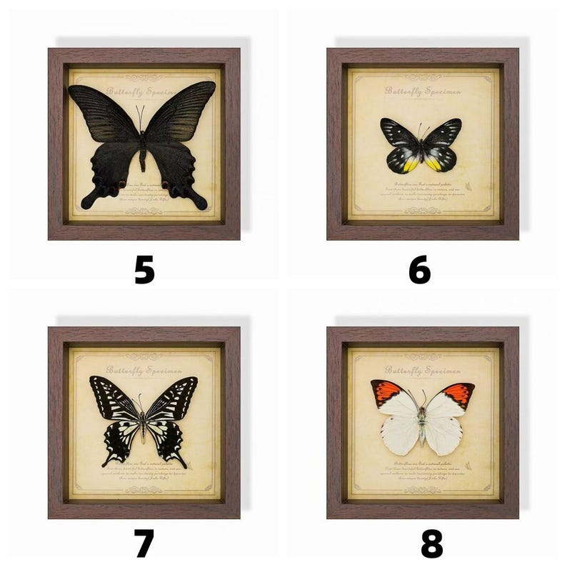 May include: Four framed butterfly specimens, each with a different butterfly. The butterflies are displayed on aged paper with the text "Butterfly Specimen". The frames are brown and square, with the numbers 5, 6, 7, and 8 displayed below each frame.