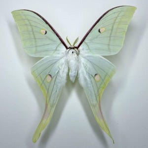 May include: A pale lime green Luna moth specimen with large, delicate wings featuring elongated tails, dark maroon leading edges, and small, circular eyespots on each wing. The central body is covered in soft, white, downy fur with feathery antennae.