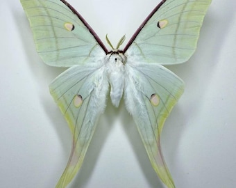Real Lunar Moth Specimens  Moon Moth Dry specimen, insect assembly, Gothic decoration