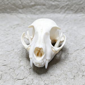 May include: A close-up of a cat skull, showcasing its natural bone color and intricate structure. The skull features prominent eye sockets, a nasal cavity, and sharp teeth, highlighting its predatory nature. The skull is a unique decorative item.