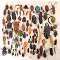 150 different types of insects Beetle dragonfly. Spider butterfly. Wet beetle species