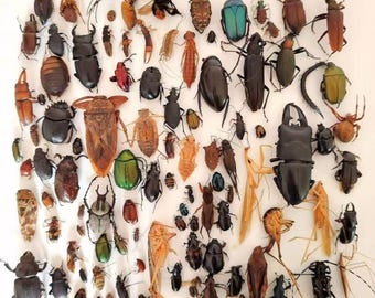 150 different types of insects Beetle dragonfly. Spider butterfly. Wet beetle species