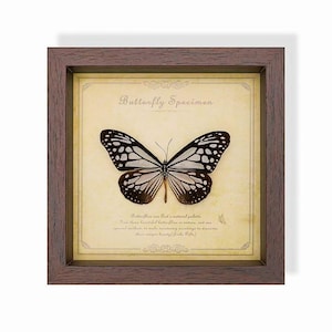 May include: A framed butterfly specimen. The butterfly has black and white patterned wings and is centered on a cream-colored background. The frame is a dark brown color, and the text "Butterfly Specimen" is visible at the top.