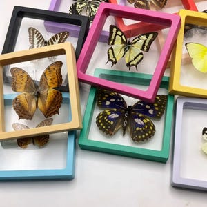 May include: Assortment of framed butterflies in various colors. Each butterfly is displayed in a square frame with a clear front, showcasing the intricate patterns and colors of the insect. Frames are in black, pink, green, yellow, purple, and blue.