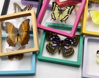 Multiple options for butterfly specimens, decorative holiday gifts, 3D perspective