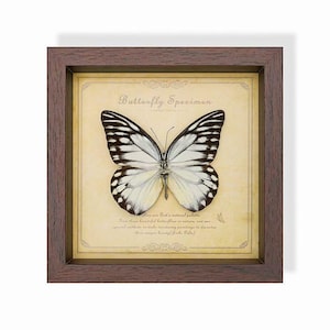 May include: A framed butterfly specimen with a brown wooden frame. The butterfly has white and black patterned wings, displayed on a cream-colored background with text that reads "Butterfly Specimen".