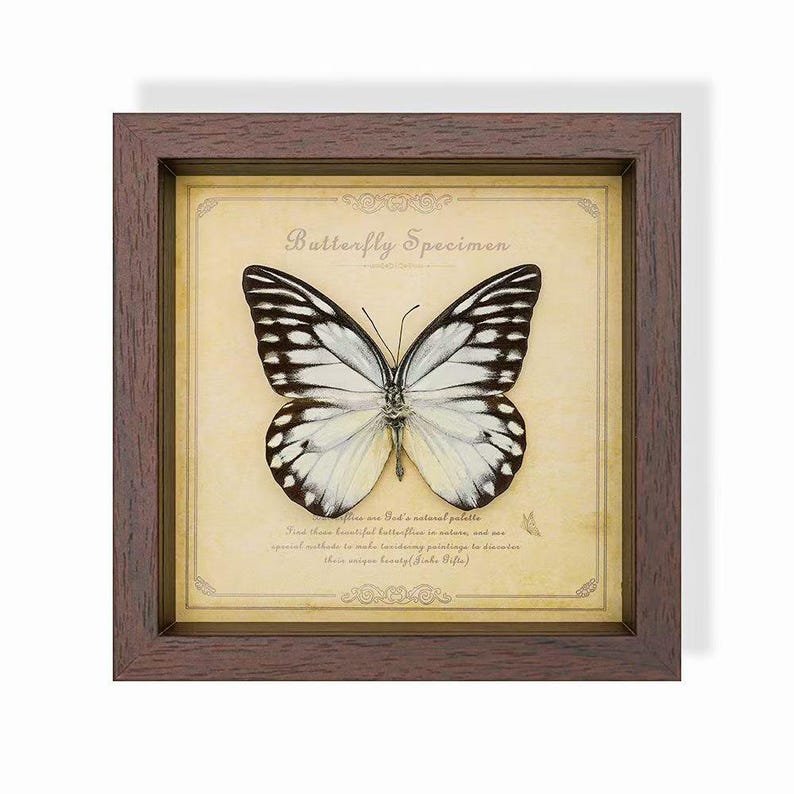 May include: A framed butterfly specimen with a brown wooden frame. The butterfly has white and black patterned wings, displayed on a cream-colored background with text that reads "Butterfly Specimen".