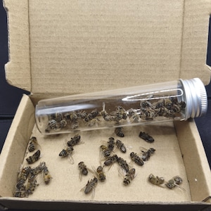 5/10/50/100pcs DRIED Honey Bees, farmed bees, died normally while collecting honey，No Kill, ethical bugs