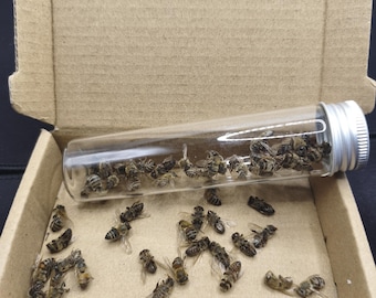 5/10/50/100pcs DRIED Honey Bees, farmed bees, died normally while collecting honey，No Kill, ethical bugs