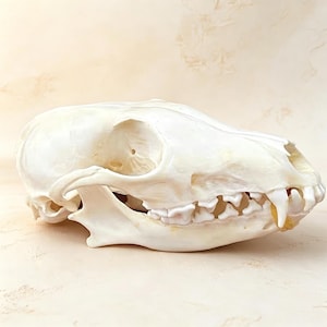 May include: An off-white animal skull, displaying detailed bone structure, including teeth and eye sockets. The skull rests on a light-coloured surface. The canine teeth are clearly visible, highlighting the natural form.