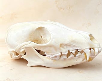 True fox skull home decoration Gothic style conforms to moral ethics