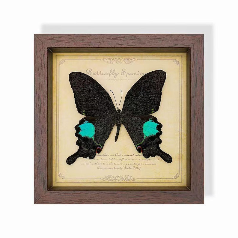 May include: A framed butterfly specimen. The butterfly has black wings with turquoise markings. The frame is brown and the background is a cream color with text that reads "Butterfly Specimen".
