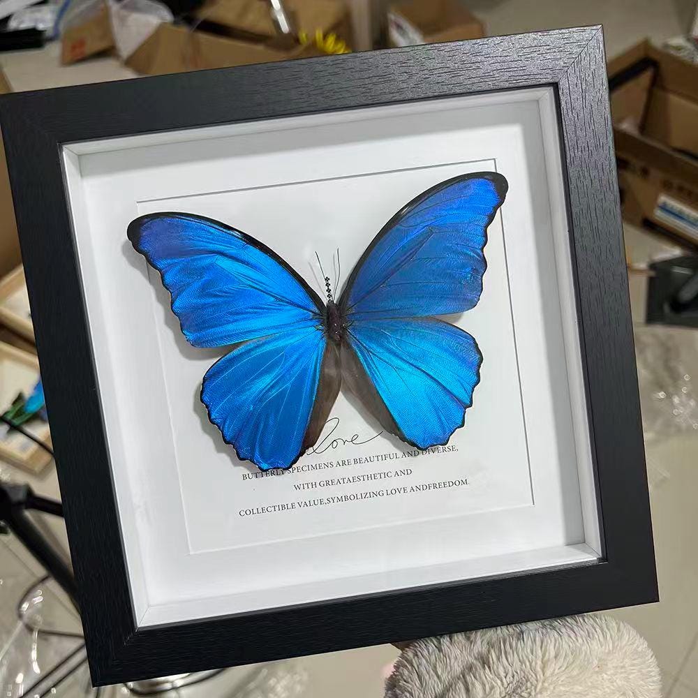 Morpho Didius - Etsy
