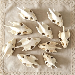 May include: Ten off-white reptile skulls are displayed on a beige linen surface. The skulls, with their intricate bone structure, include eye sockets and other openings. The skulls have a natural, organic shape.