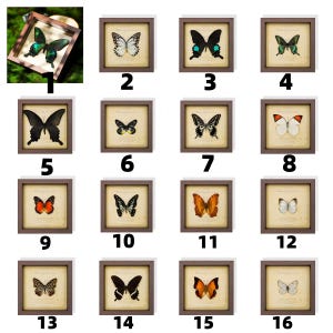 May include: A collection of framed butterfly art prints. Each print features a different butterfly species, with varying colors and patterns. The frames are brown, and the backgrounds are a cream color.