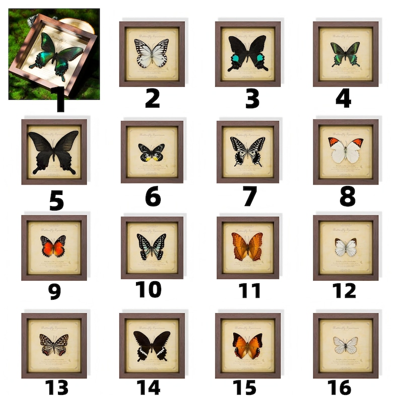 May include: A collection of framed butterfly art prints. Each print features a different butterfly species, with varying colors and patterns. The frames are brown, and the backgrounds are a cream color.