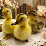 Duck Accessories