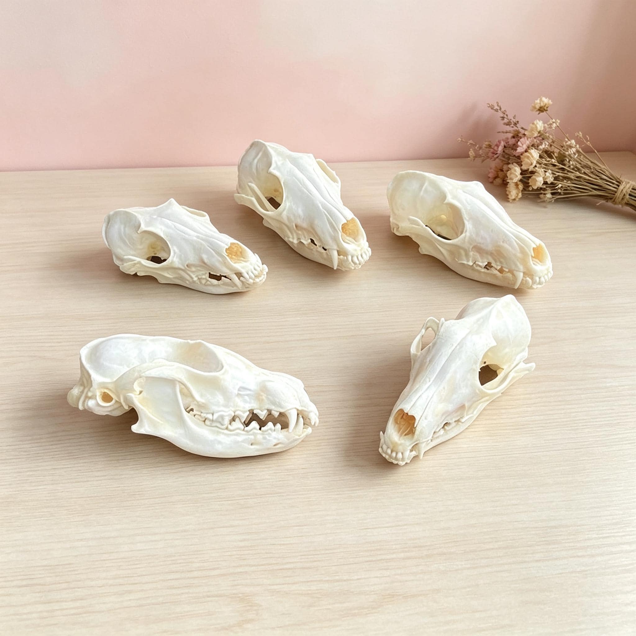 Animal Skull Art - Etsy