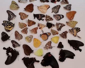 Butterfly specimen without spreading wings, A1 level, DIY butterfly, Random mixed distribution