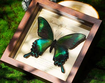 32  types Real Butterfly Specimen Art – Preserved Insect Frame, Taxidermy Decor, Unique Natural History Gift for Home, Office, or Classroom