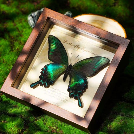 32  types Real Butterfly Specimen Art – Preserved Insect Frame, Taxidermy Decor, Unique Natural History Gift for Home, Office, or Classroom