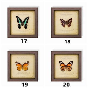 May include: Four framed butterfly specimens, each with a different butterfly. The butterflies are mounted on aged paper with the text "Butterfly Specimen". The frames are brown and square, with the numbers 17, 18, 19, and 20 below each frame.