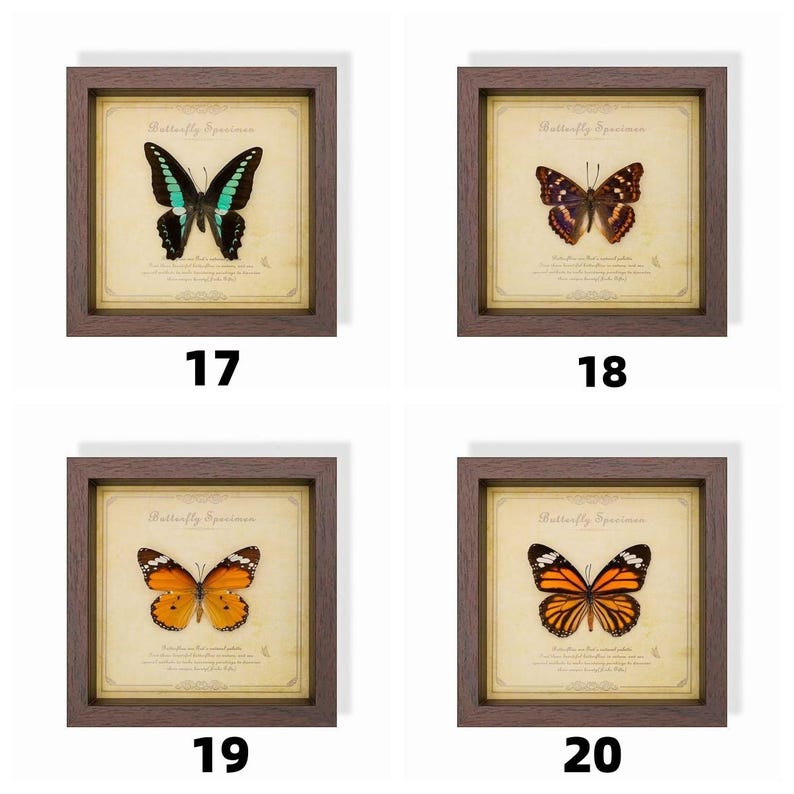 May include: Four framed butterfly specimens, each with a different butterfly. The butterflies are mounted on aged paper with the text "Butterfly Specimen". The frames are brown and square, with the numbers 17, 18, 19, and 20 below each frame.