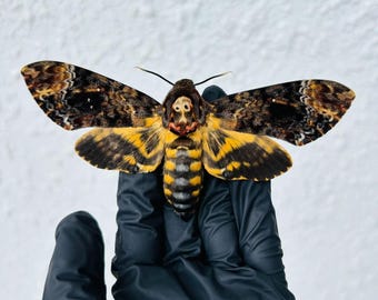 Real Deaths Head Hawk Moth Specimen（Acherontia lachesis）, Unfolded Wings, Gothic Art, Insect Display