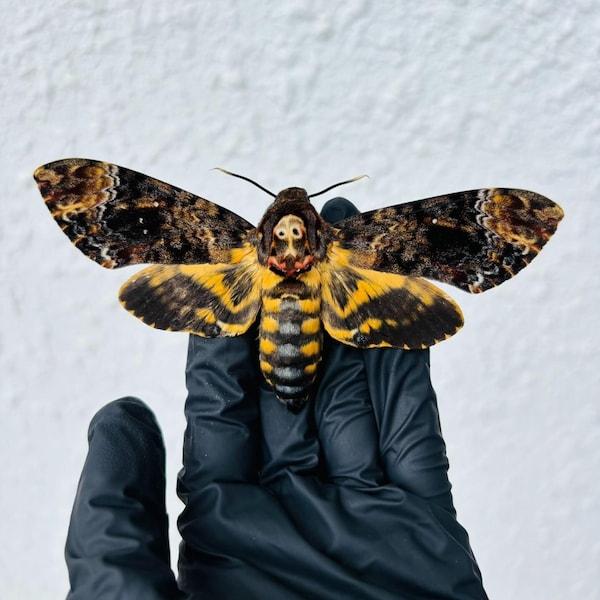 Real Deaths Head Hawk Moth Specimen（Acherontia lachesis）, Unfolded Wings, Gothic Art, Insect Display