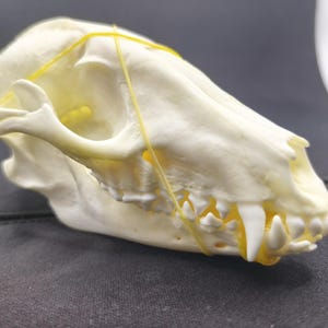 May include: An off-white canine skull with visible teeth and jaw structure. A yellow elastic band is wrapped around the skull. The skull is displayed on a dark surface, highlighting its anatomical details.