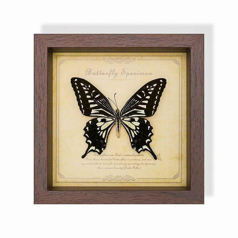 May include: A framed butterfly specimen with a dark brown wooden frame. The butterfly is black and white with intricate wing patterns. The background is a cream color with text that reads "Butterfly Specimen".
