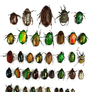 May include: A selection of beetles in various colours and patterns. The insects are arranged on a white background, showcasing a diverse range of shapes and sizes. Beetles display hues of green, brown, black, and orange, highlighting their intricate details.