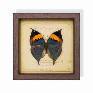 May include: A framed butterfly specimen. The butterfly has orange and blue wings with black tips, set against a cream-colored background. The frame is dark brown, and the text "Butterfly Specimen" is visible.