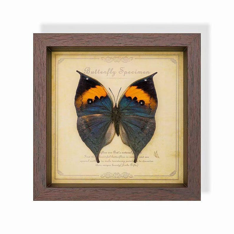 May include: A framed butterfly specimen. The butterfly has orange and blue wings with black tips, set against a cream-colored background. The frame is dark brown, and the text "Butterfly Specimen" is visible.