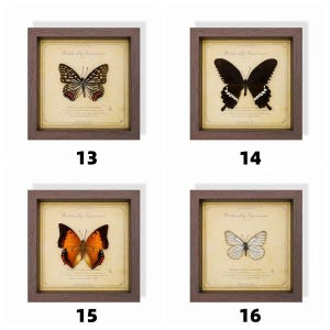 May include: Four framed butterfly specimens, each with a different butterfly. The butterflies are displayed on aged paper with the text "Butterfly Specimen". The frames are brown and square, with the numbers 13, 14, 15, and 16 below each frame.