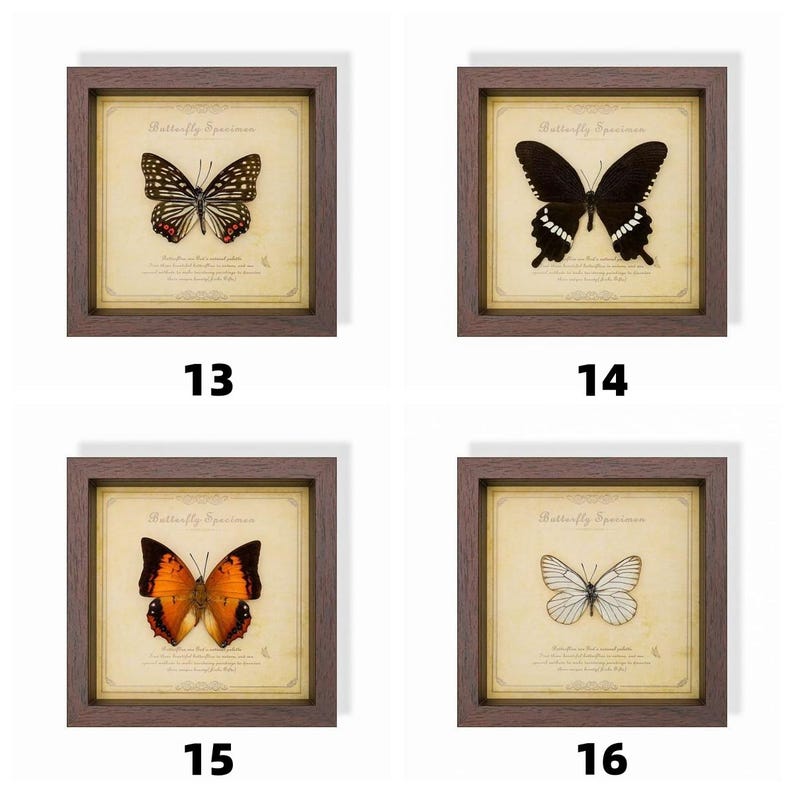 May include: Four framed butterfly specimens, each with a different butterfly. The butterflies are displayed on aged paper with the text "Butterfly Specimen". The frames are brown and square, with the numbers 13, 14, 15, and 16 below each frame.