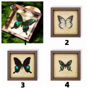 May include: A collection of framed butterfly specimens. The butterflies have various wing patterns and colors, including black, white, and iridescent green. Each specimen is displayed on a vintage-style background with text. The frames are a dark brown color.