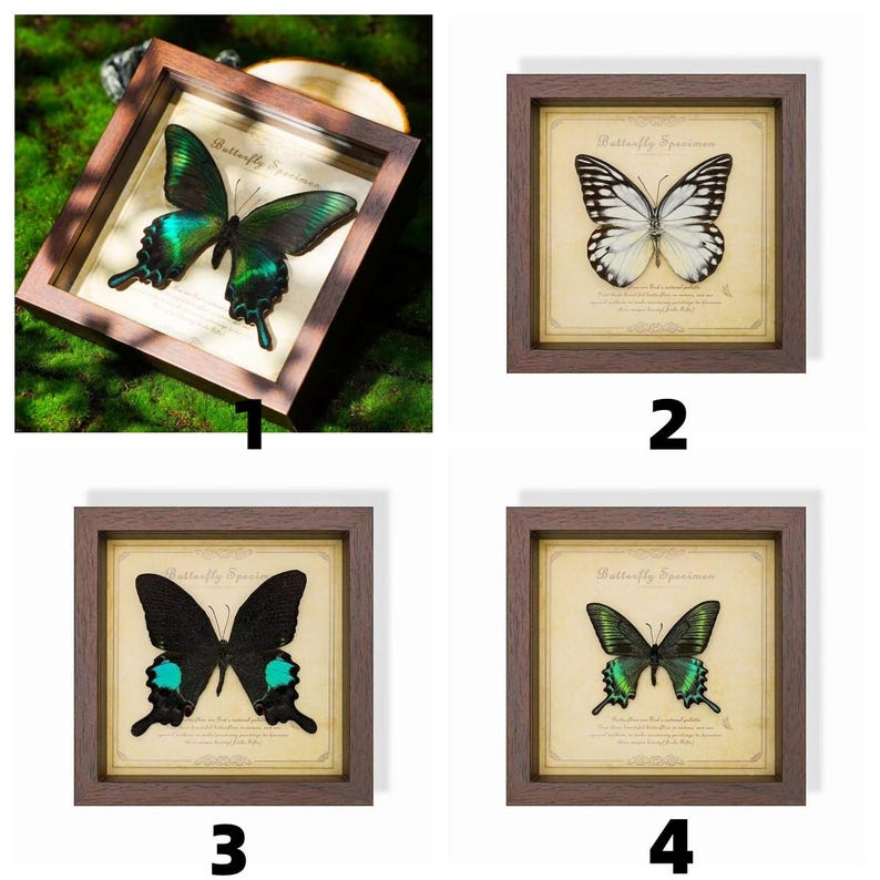 May include: A collection of framed butterfly specimens. The butterflies have various wing patterns and colors, including black, white, and iridescent green. Each specimen is displayed on a vintage-style background with text. The frames are a dark brown color.