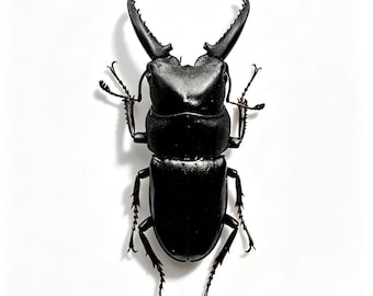 Real Stag Beetle Specimen, Beetle Taxidermy Display, Insect Decor, Natural History Gift, 3.6-4cm