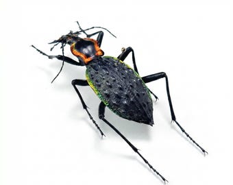 Ground Beetle Specimen, Real Metallic Beetle Taxidermy, Fire Edged Carabid Beetle Display, Entomology Decor, Curiosity Cabinet Gift